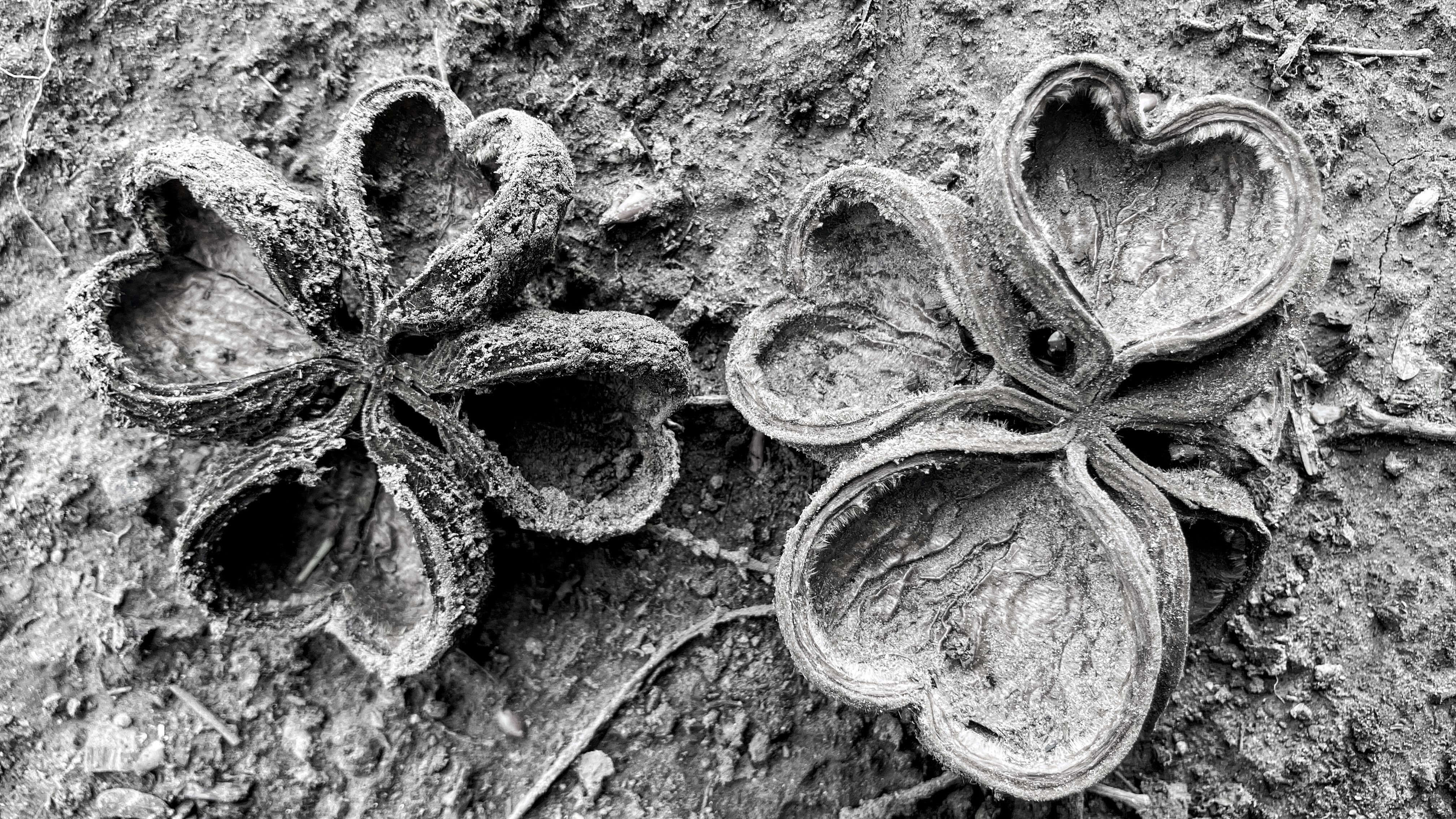 macro photograph of dried seed pods, their radial structure echoing a crystal lattice